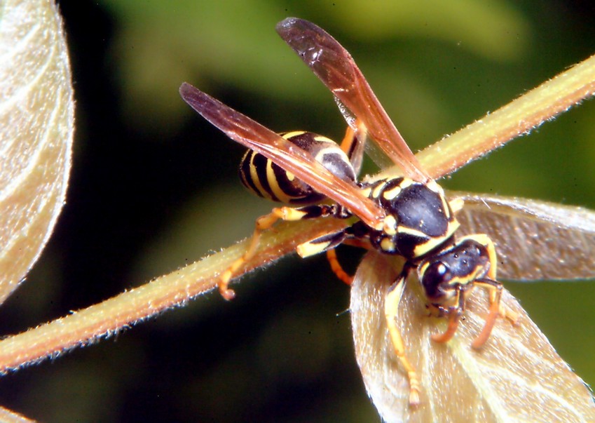 Polistes bruca